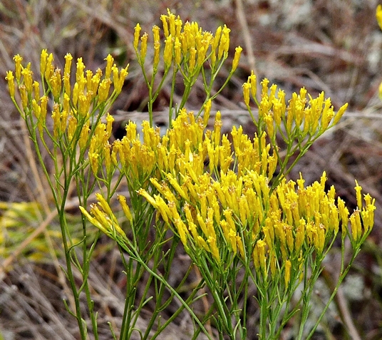 {Bigelowia nuttallii}